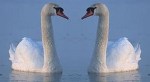 Swan in the Mirror