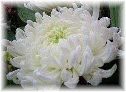 ChrysanthemumLight